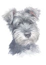 Miniature Schnauzer Dogs water colour 020