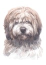 Shih Tzu Dogs water colour 017