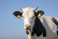 Head of pale cow with horns, black and white breed of fleckvieh and a blue background