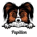 Head Papillon - dog breed. Color image of a dogs head isolated on a white background