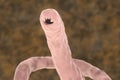 Head of a parasitic hookworm Ancylosoma