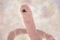 Head of a parasitic hookworm Ancylosoma