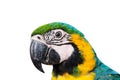 Head of Parrot Macaw.