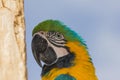 Head of a parrot on tree looking aside Royalty Free Stock Photo