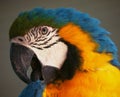 Head of a parrot on tree looking aside Royalty Free Stock Photo
