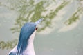 Head part of a night heron bird on river pond.