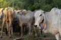 Head part portrait of Thai cow on Blur cattle background Royalty Free Stock Photo