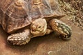 The head and part of the shell African Spurred Tortoise Royalty Free Stock Photo