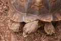 The head and part of the shell African Spurred Tortoise Royalty Free Stock Photo