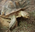 The head and part of the shell African Spurred Tortoise Royalty Free Stock Photo