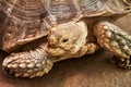 The head and part of the shell African Spurred Tortoise Royalty Free Stock Photo