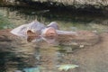 Head part of under water hippopotamus on natural pond.