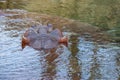 head part of under water hippopotamus on natural pond.