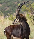 Young Sable Antelope looking sideways Royalty Free Stock Photo