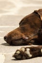 Head and paw of an old brown Labrador Retriever Royalty Free Stock Photo