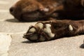 Head and paw of an old brown Labrador Retriever Royalty Free Stock Photo