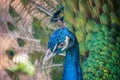 Head of peacock bird with beautiful green tail. Royalty Free Stock Photo