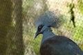 The head of the peacock has crest on its head spread Royalty Free Stock Photo