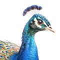 Head of Peacock isolated on white created with Generative AI Royalty Free Stock Photo
