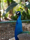 The head of a peacock male resting on a sunny day Royalty Free Stock Photo