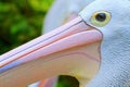 The head of a pelican with sharp eyes and a long beak Royalty Free Stock Photo