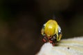 Head of Pellucid Hawk Moth (Cephonodes hylas Linnaeus) caterpillar