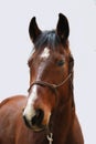 Head photo of a beautiful young saddle horse on white background Royalty Free Stock Photo