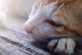 a Javanese cat, as Indonesians call it. Royalty Free Stock Photo