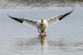 Snow Goose - Anser caerulescens landing on water. Royalty Free Stock Photo