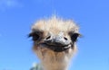 Head-On Picture of an Ostrich Royalty Free Stock Photo