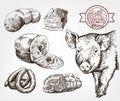 The head of a pig. Natural meat products. Animal husbandry. Set of vector sketches against gray