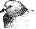 Head of pigeon