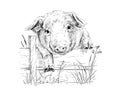 head piglet hand drawing sketch engraving illustration style