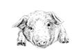 head piglet hand drawing sketch engraving illustration style