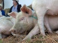 Head of a piglet in a market