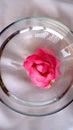 Head of a pink flower in a bowl of water Royalty Free Stock Photo