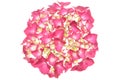 Head pink hydrangea flower Royalty Free Stock Photo