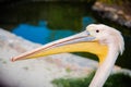 The head of a pink pelican closeup in profile.