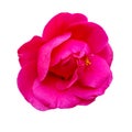 The head of a pink rose bud blooming in half Royalty Free Stock Photo