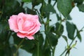 Head of pink rose with dew drops,  on white . single beauty flower pink rose gold color blossom isolated on Royalty Free Stock Photo