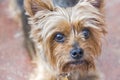 Head and pleading eyes of a cute Yorkshire terrier