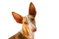 Head of Podenco Canario Portugues breed dog