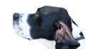 Head of pointer (hunter dog) Royalty Free Stock Photo