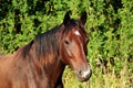 Head portrait of a beautiful brown horse in the sunshine