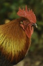 A head portrait of a beautiful free range Rhode Island Red rooster with its hackles up Royalty Free Stock Photo