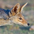 Head Portrait, Black Backed Jackal Royalty Free Stock Photo