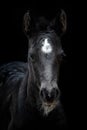 Head portrait of a black horse with black background. Black foal with white dot Royalty Free Stock Photo