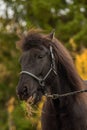 Head portrait of a black Icelandic horse with grass in its mouth Royalty Free Stock Photo