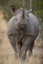 Vertical portrait of black rhino in Kruger Park South Africa Royalty Free Stock Photo