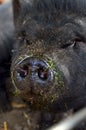 Black Vietnamese Potbelly pig on a farm Royalty Free Stock Photo